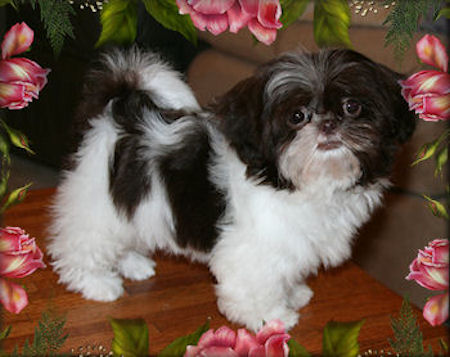 Kyle Chinese Imperial Shih Tzu Stud